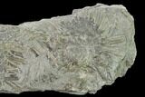 Fossil Echinoid (Archaeocidaris) Plate - Missouri #162656-2